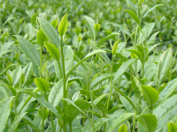 /album/thu-vi%e1%bb%87n-hinh-%e1%ba%a3nh%3a-trang-ch%e1%bb%a71/cay-che-01-30-png/