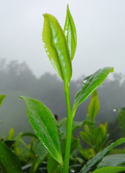 CHÈ TÂN CƯƠNG THÁI NGUYÊN