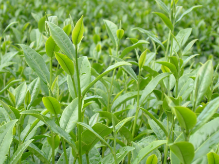 Chè đặc sản Tân Cương